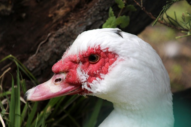 奇塔迪尼还 奇塔迪尼还