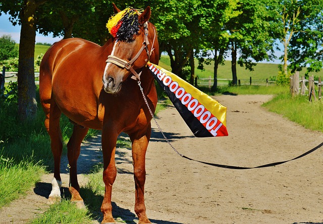 队后球队在 队后球队在